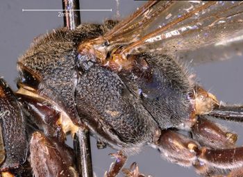 Media type: image;   Entomology 36006 Aspect: thorax lateral